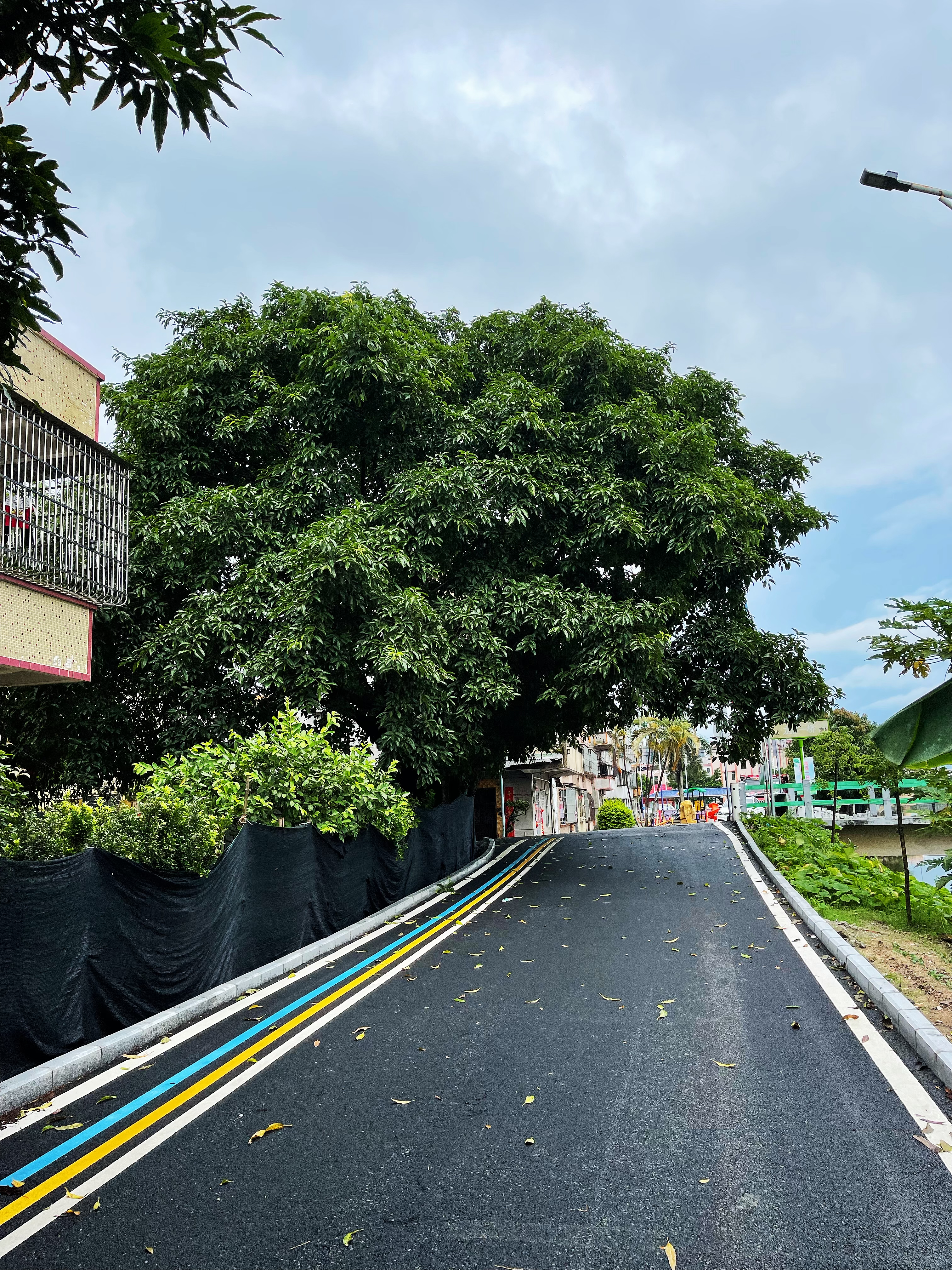 1龍勝一橋頭附近兩棵高大樹木不僅遮擋道路視線，還給村民們造成了安全隱患.jpg